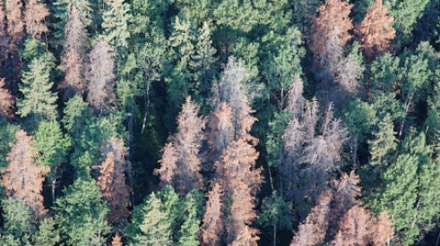 Canadian forest from the air